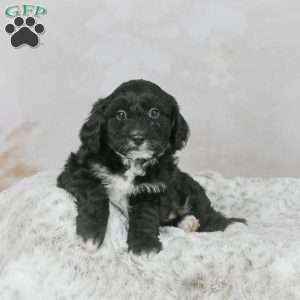 Sky F1B, Mini Bernedoodle Puppy