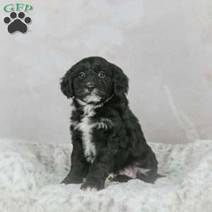 Sky F1B, Mini Bernedoodle Puppy