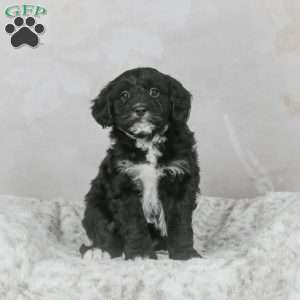 Sky F1B, Mini Bernedoodle Puppy
