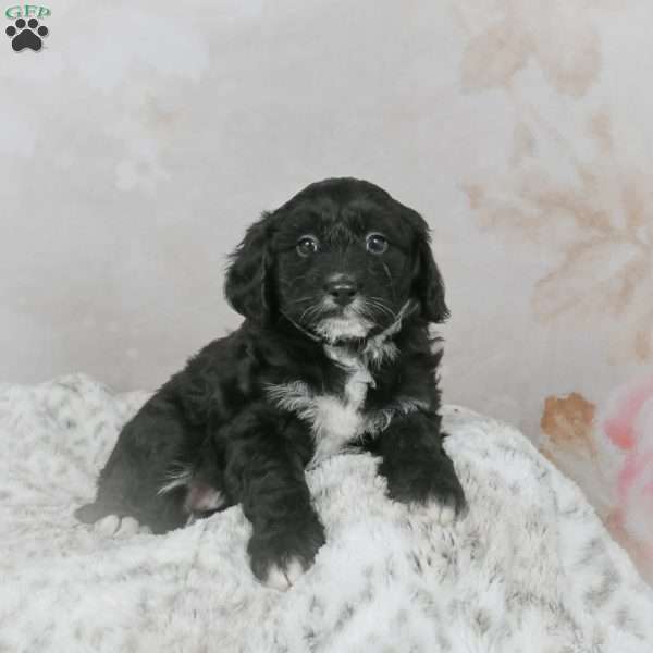 Sky F1B, Mini Bernedoodle Puppy