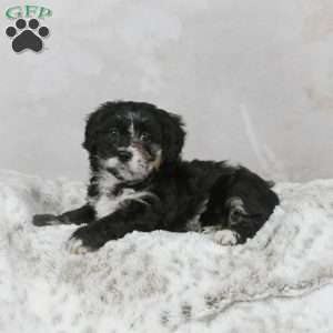 Avery F1B, Mini Bernedoodle Puppy