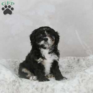 Avery F1B, Mini Bernedoodle Puppy