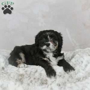 Avery F1B, Mini Bernedoodle Puppy
