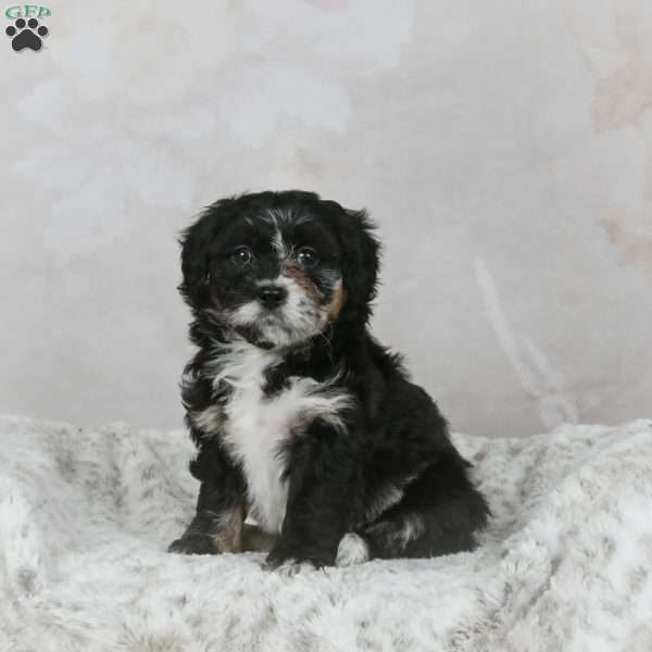 Avery F1B, Mini Bernedoodle Puppy