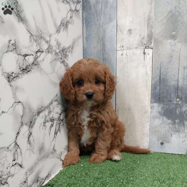Sophie, Cavapoo Puppy