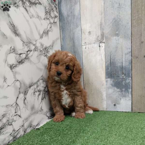 Slugger, Cavapoo Puppy