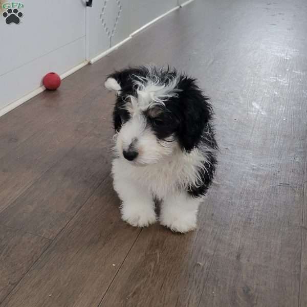 Jake, Mini Aussiedoodle Puppy