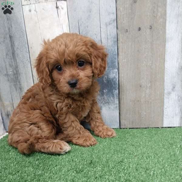 Tina, Cavapoo Puppy