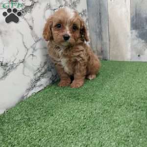 Tommy, Cavapoo Puppy
