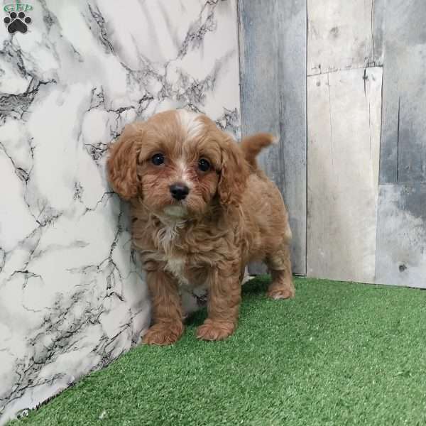 Tommy, Cavapoo Puppy