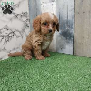 Tommy, Cavapoo Puppy