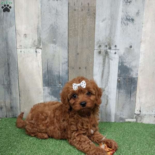 Victor, Cavapoo Puppy