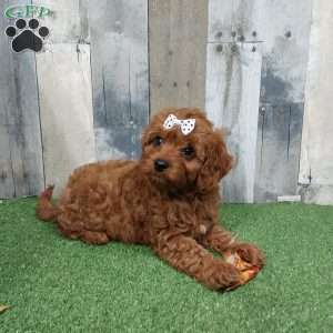 Victor, Cavapoo Puppy