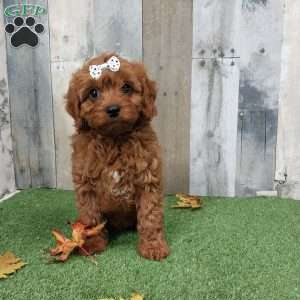 Victor, Cavapoo Puppy