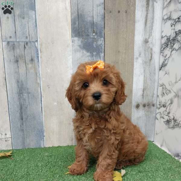Violet, Cavapoo Puppy