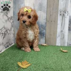 Veronica, Cavapoo Puppy