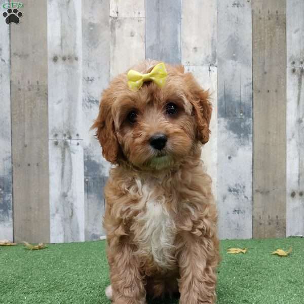 Veronica, Cavapoo Puppy