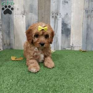 Veronica, Cavapoo Puppy