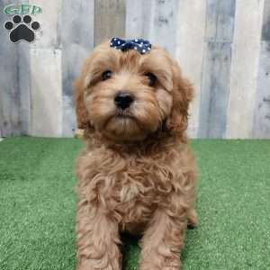 Vince, Cavapoo Puppy
