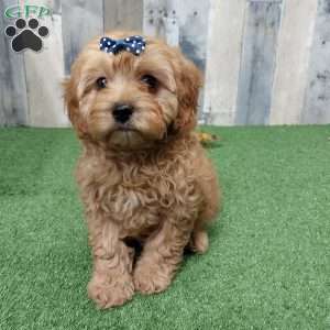 Vince, Cavapoo Puppy