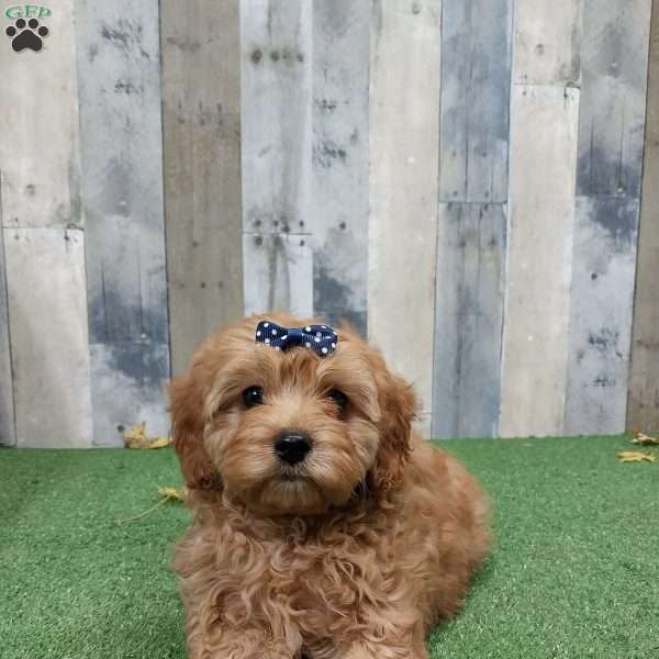 Vince, Cavapoo Puppy