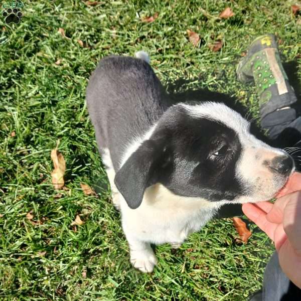 Sunny, Newfoundland Mix Puppy