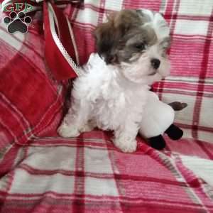 Pokey, Shih-Poo Puppy