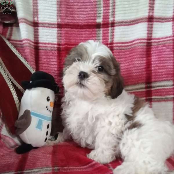 Pokey, Shih-Poo Puppy