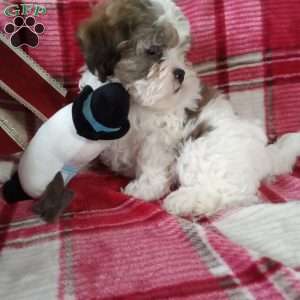 Pokey, Shih-Poo Puppy