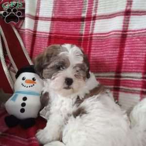 Pokey, Shih-Poo Puppy