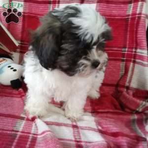 Sugar, Shih-Poo Puppy