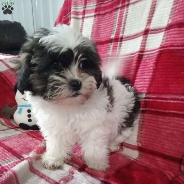 Sugar, Shih-Poo Puppy
