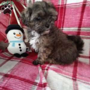 Scampy, Shih-Poo Puppy