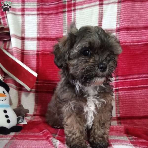 Scampy, Shih-Poo Puppy