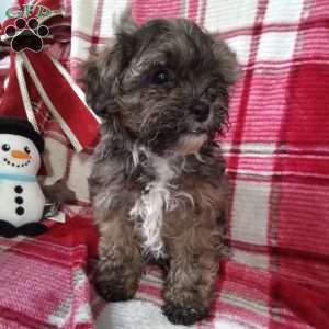 Scampy, Shih-Poo Puppy