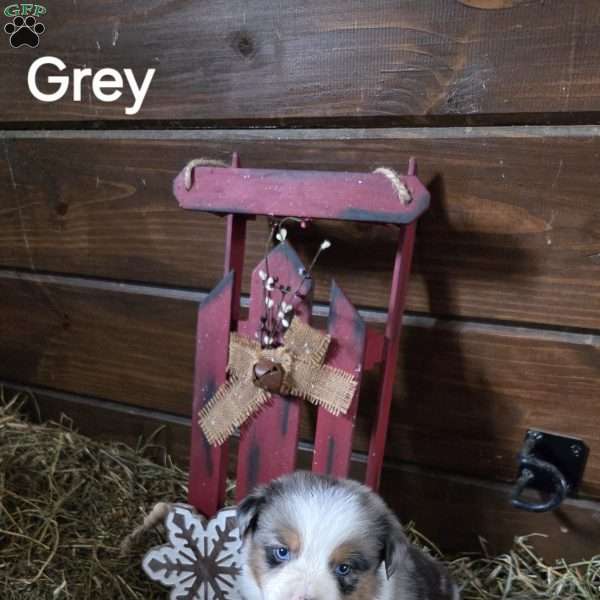 Grey, Australian Shepherd Puppy
