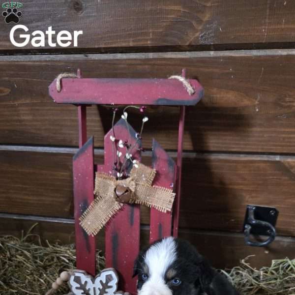 Gater, Australian Shepherd Puppy