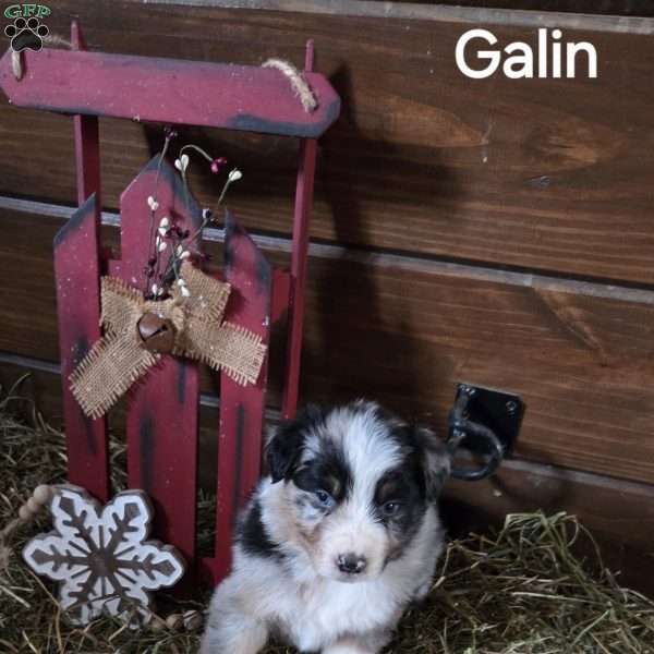 Galin, Australian Shepherd Puppy