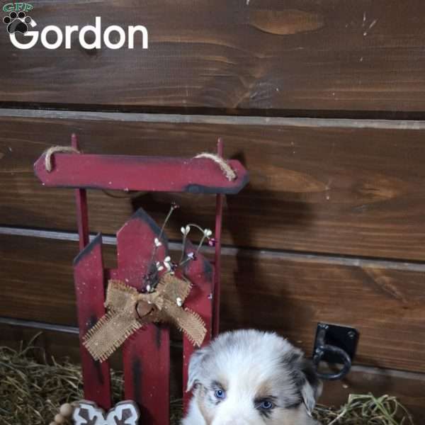 Gordon, Australian Shepherd Puppy