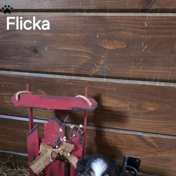 Flicka, Australian Shepherd Puppy