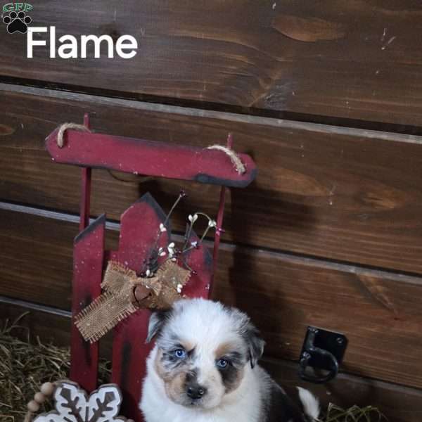 Flame, Australian Shepherd Puppy