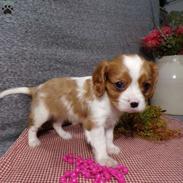 Bella, Cavalier King Charles Spaniel Puppy
