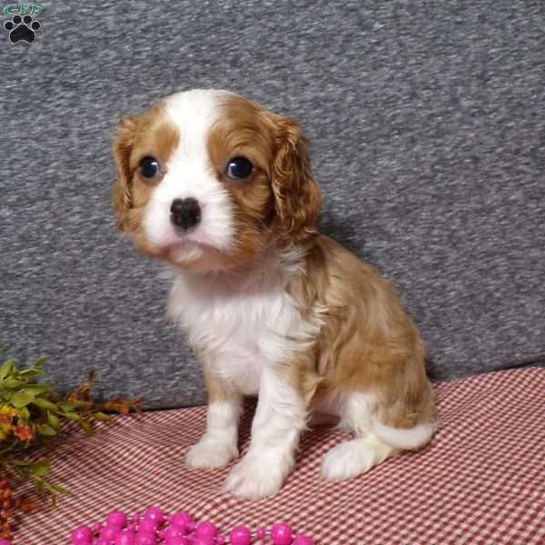 Becki, Cavalier King Charles Spaniel Puppy