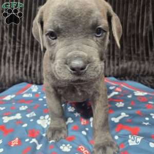 Lucky, Cane Corso Puppy