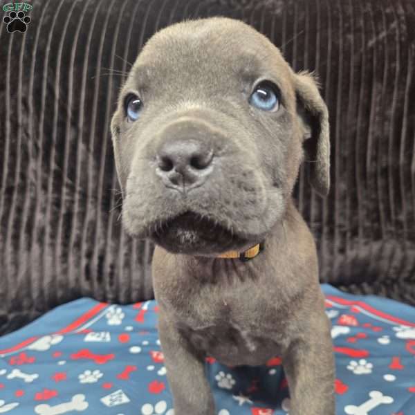 Lucky, Cane Corso Puppy