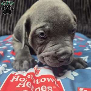 Bluey, Cane Corso Puppy