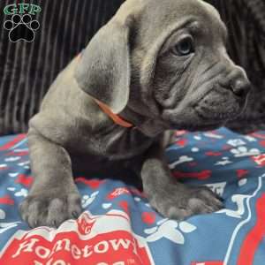 Bluey, Cane Corso Puppy