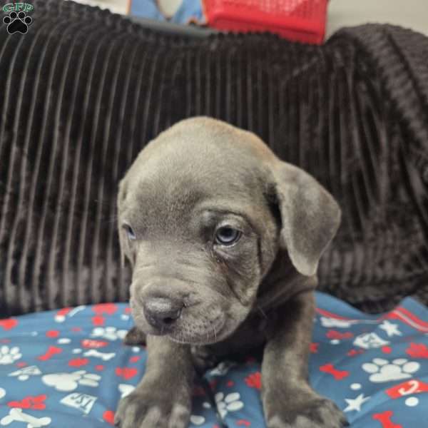Bluey, Cane Corso Puppy