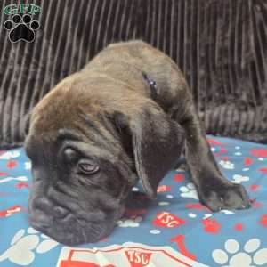 Bingo, Cane Corso Puppy