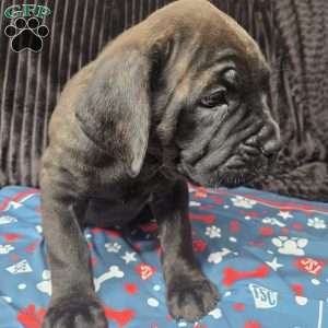 Bingo, Cane Corso Puppy